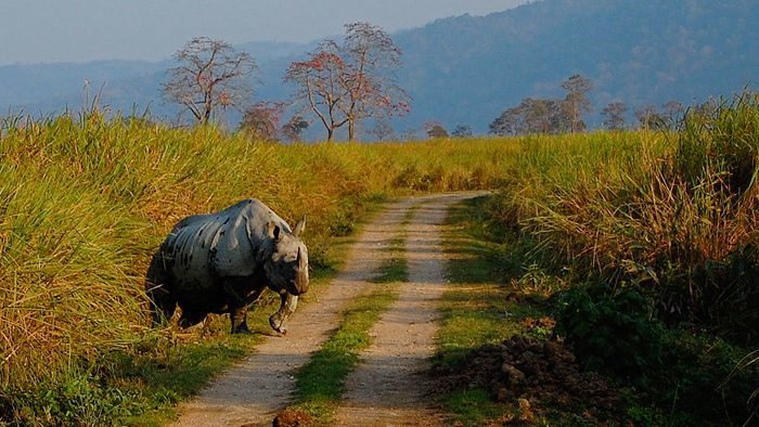 Kaziranga-National-Park-in-Guwahati-Satish-Krishnamurthy-wikimedia